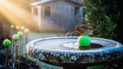 Gardeners are placing tennis balls outdoors this winter — here’s the surprising reason