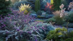 A frost-proof shrub that perfumes your garden all year: the secret to an enchanting outdoor space