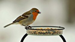 What garden birds really need you to do this winter besides feeding them