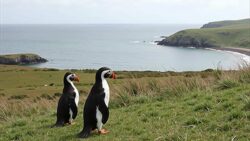 Dream job with a catch: €5,000 a month and free housing to live six months on a remote Scottish island with puffins and whales divides opinion